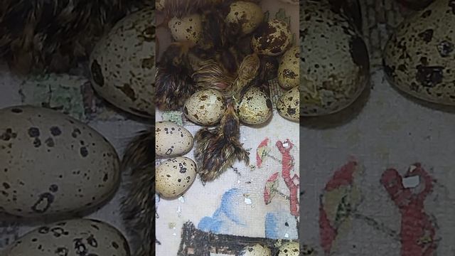 Птенец перепела вылупляется из яйца