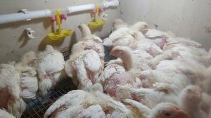 Бройлеры растут как на дрожжах. Переселяем в 18 дней в большую клетку, вес в 18 дней больше 1 кг.