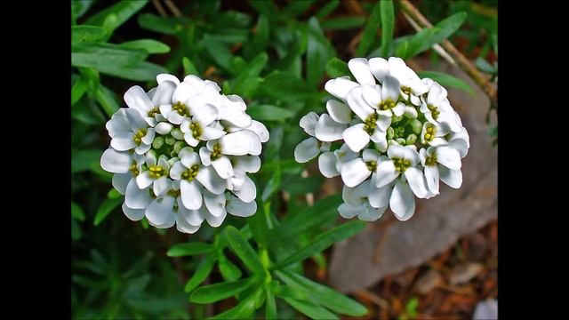 Iberis Sempervirens смотреть онлайн