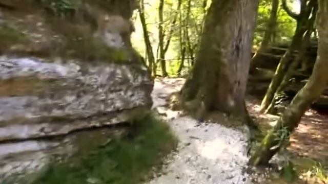 Тисо-Самшитовая роща-13.07.2012 г.wmv.mp4 смотреть онлайн