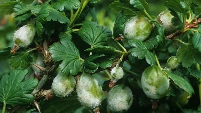 Избавление от тараканов и мышей в доме