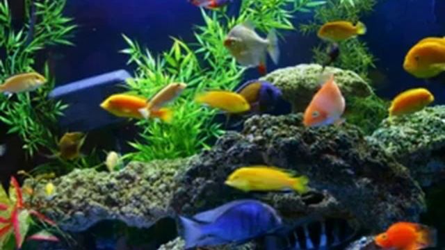 Медитация Изобилия. Центр Рейки и Психологии "Сияющий Свет". Мастер Рейки Светлана Качевская. смотреть онлайн