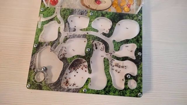 Муравьиная ферма у нас дома, часть 2 смотреть онлайн