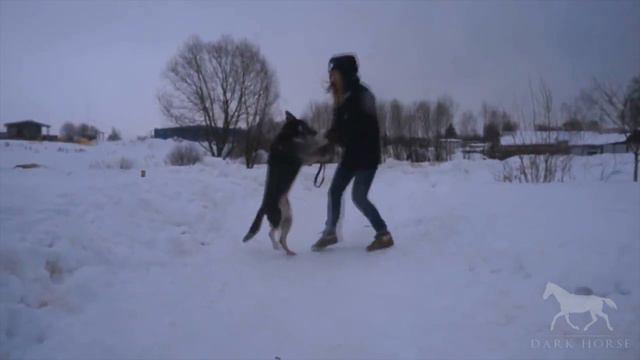 Поездка в Шереметьевский приют (2013.02.10) смотреть онлайн