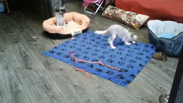 Щенки китайской хохлатой из питомника смотреть онлайн