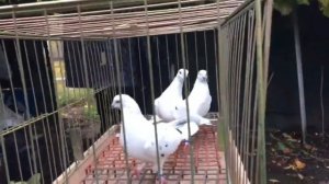 Новые породы бойных голубей в голубятне Леонида Добровольского.