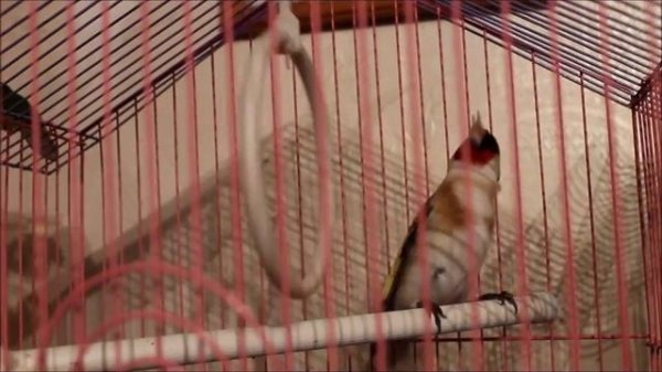 Щегол-непоседа//Goldfinch-restless