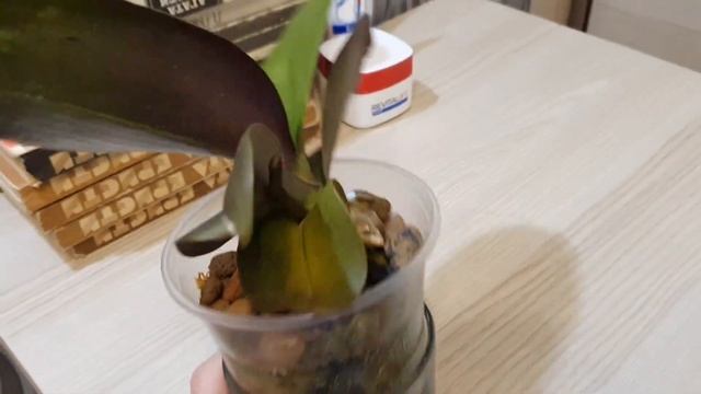 Орхидея"Биг Бенг"(phal.Big Bang) ПЕРЕСАДИЛА ИЗ МХА смотреть онлайн