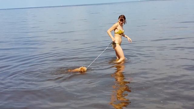 на финском заливе / пляж в Питере / плаваем и загораем / смотреть онлайн