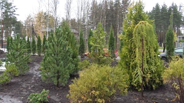Посадки на участке - Туи - можжевельники - пихты (4к) смотреть онлайн