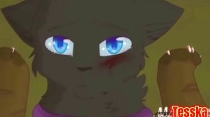 (Коты-воители) 🔥клип кто ты? кто я? нас отныне двое🔥