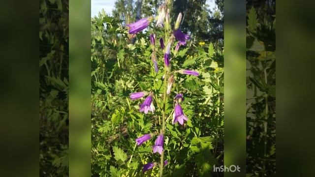 #Колокольчик.Виды колокольчика. смотреть онлайн