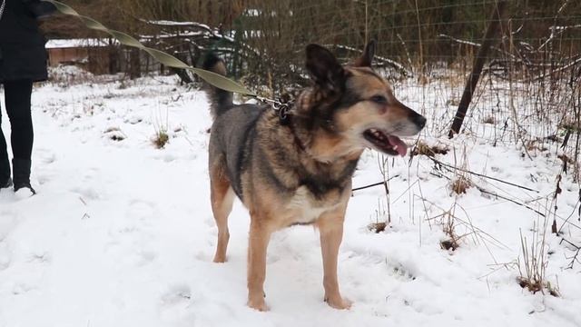 В ПРИЮТЕ ДОМАШНИХ ЖИВОТНЫХ смотреть онлайн