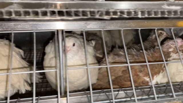 Подрастающие перепела смотреть онлайн
