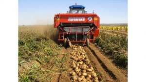 Сорт картофеля «Баярскі»