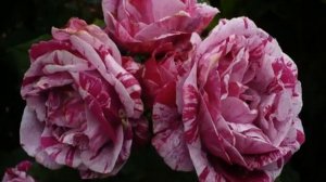 Роза Фердинанд Пичард (Ferdinand Pichard) — описание ремонтантного сорта