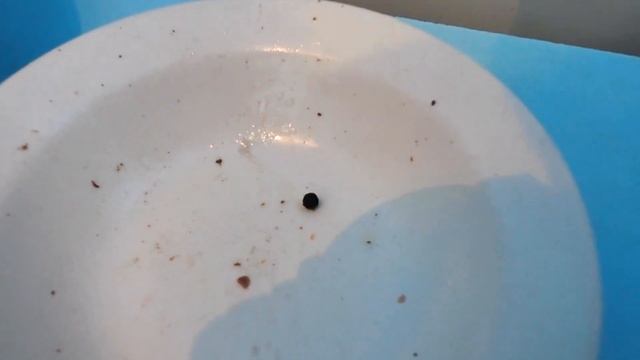 Магическая перекодировка предновогодних талисманов