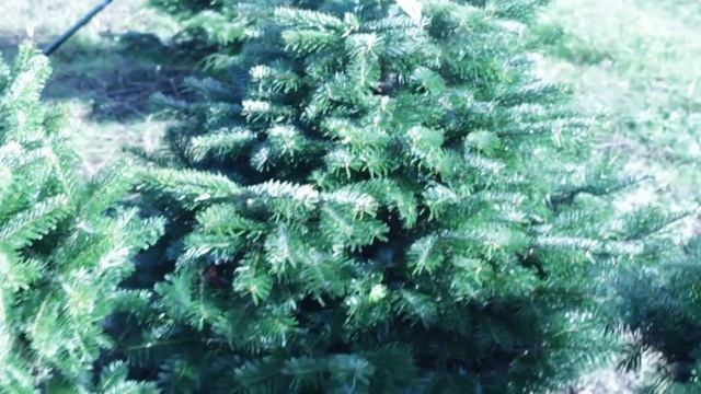 11 366 Пихта Нордмана в горшке 1.00 – 1.20 м. смотреть онлайн