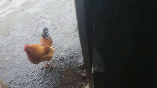 Юрловская голосистая уникальная порода смотреть онлайн