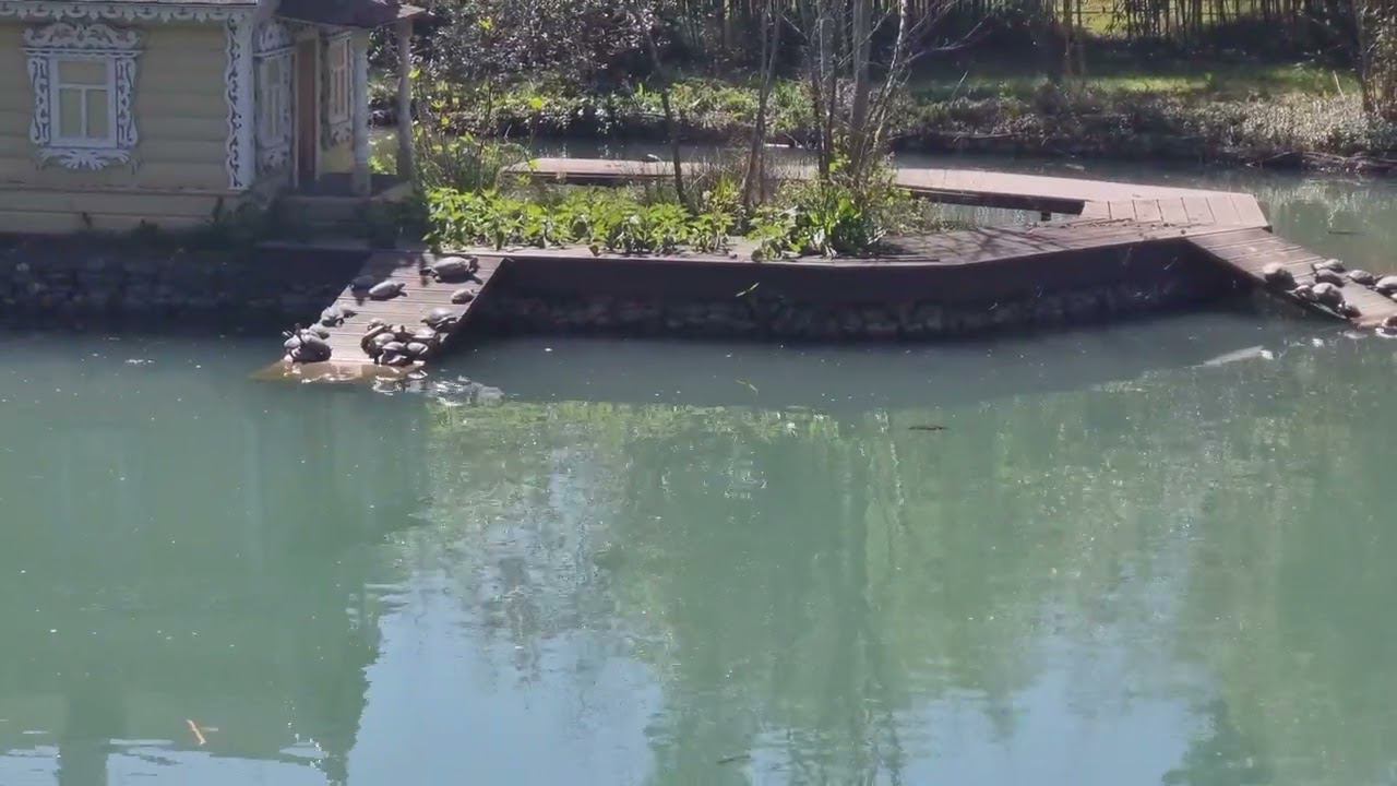 сочи-парк южных культур. смотреть онлайн