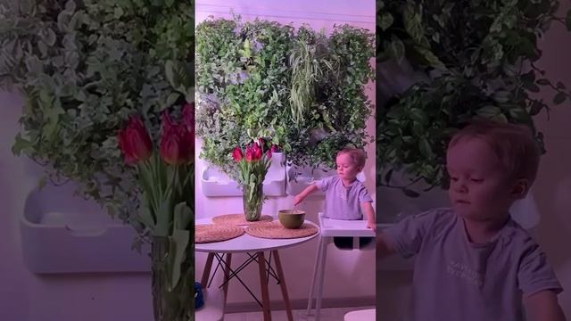 ЗЕЛЕНАЯ ФИТОСТЕНА ИЗ ПРОСТЫХ ЦВЕТОВ | Вертикальное озеленение смотреть онлайн