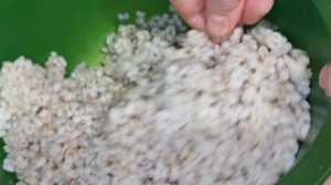 КОТЛЕТЫ ИЗ ПЕРЛОВКИ