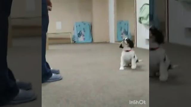 щенки кинг чарльз спаниель