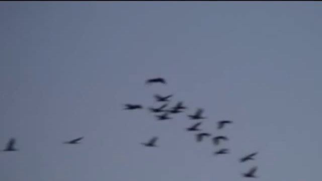 Sadako Sasaki- Cranes Over Hiroshima