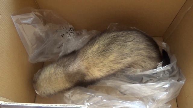 Ferret!!! A ferret playing!!! Хорек играет!!! Хорек и тапки!!! Хорьки дома приколы!!! смотреть онлайн