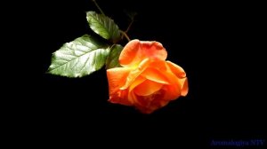 Лечебная музыка Моцарта ? Исцеляет Пищеварительную Систему.