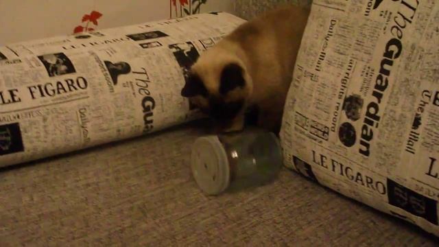 Афина и Пол литровая Мышь