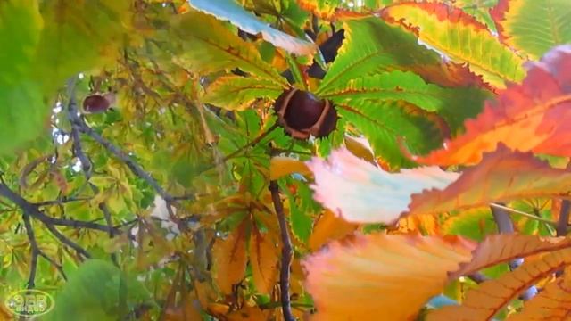 Пора собирать... каштаны смотреть онлайн