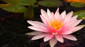 Мантра любви, всеисцеляющая сила.   Ajai Alai.Аджэй Алэй самая красивая мантра #мантралюбви