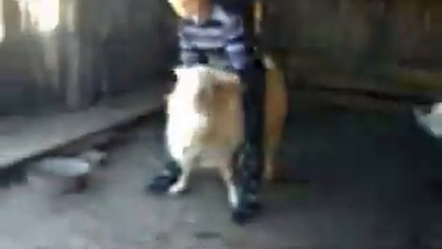 Вот как нужно ездить на козле... смотреть онлайн