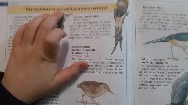 Обзор Красной книги #5 Благородный мохо смотреть онлайн