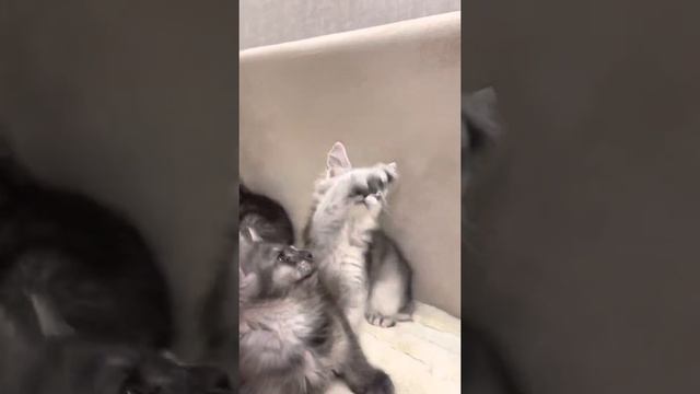 Котятки мейн-кун 😻 смотреть онлайн