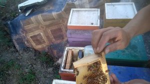 Метим маток