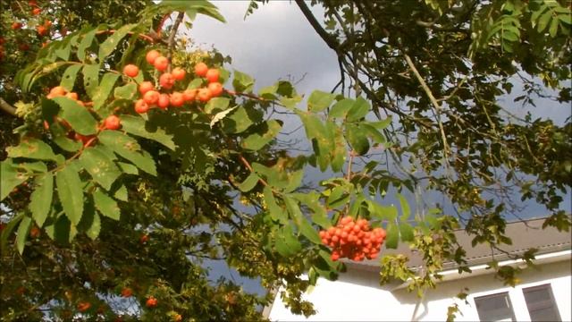 " Скоро осень" поют София и Виктор Бейфус смотреть онлайн