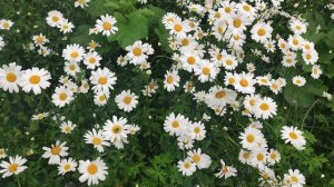 Стих "Ромашка"