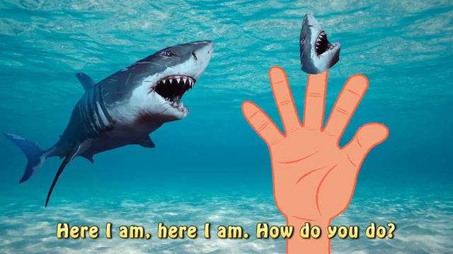 Finger Family Shark Family Nursery Rhyme  Animal Finger Family  Fish Finger Family For Children 1