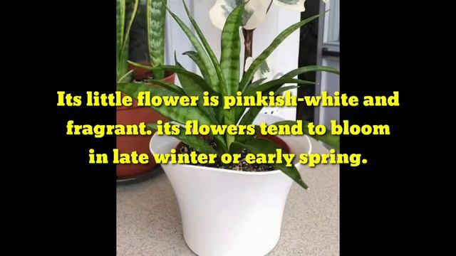 16 Varieties of Sanseveria Plants | Cheche Montero смотреть онлайн