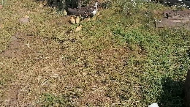 Две индоутки и 57 утенка! Утята с утками гуляют на воле. Утёнок пропал? смотреть онлайн