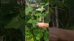 Огурцы "Подмосковные вечера", "Марьина роща" и "Кураж" в тени