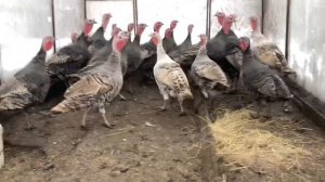 Белым и Бронзовым Широкогрудым Индюкам 5 месяцев.