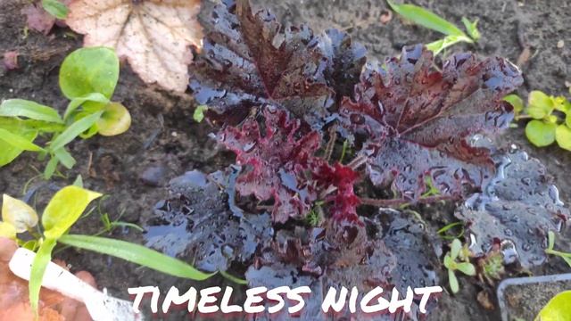 Гейхера сорт timeless night окрас листьев в июне смотреть онлайн