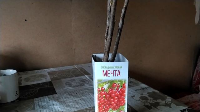 Саженцы из Пятерочки за 39 рублей. Обзор и посадка. смотреть онлайн