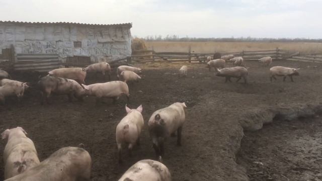 1 мая ! Перевели поросят на ЭКО ферму!