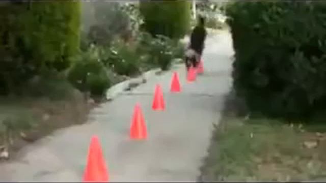 Животные жгут! Смотри мегаприкол! Group YouTube Channel 3 смотреть онлайн