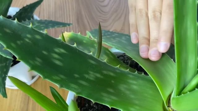 Алоэ. Как цветет алоэ или столетник?