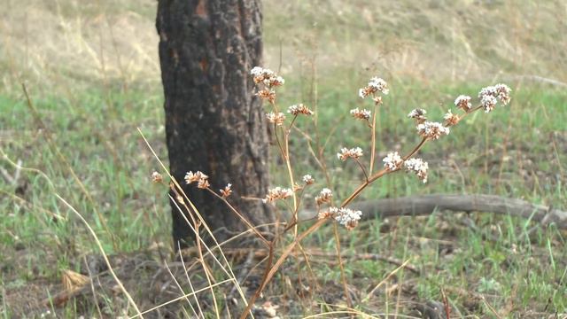 Первоцветы